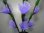 画像4: フラワーライト　紫　竹筒付き (4)