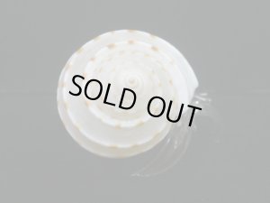 画像4: ガラス細工　 三角貝ヤドカリ大1