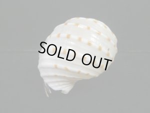 画像3: ガラス細工　 三角貝ヤドカリ大1