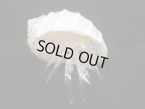 画像5: ガラス細工　 三角貝ヤドカリ大1