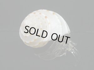 画像1: ガラス細工　 三角貝ヤドカリ大1