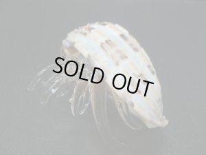 画像2: ガラス細工　 三角貝ヤドカリ大9