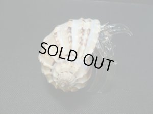 画像3: ガラス細工　 三角貝ヤドカリ大9