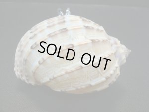 画像4: ガラス細工　 三角貝ヤドカリ大9