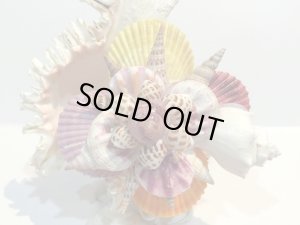 画像2: 巻貝のランプ 　　