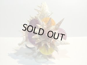 画像4: 巻貝のランプ 　　