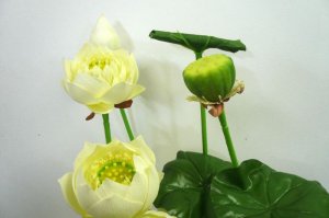 画像4: 蓮セット（白）丈50cm