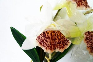 画像3: タイ製造花キット ミニカトレア（大）