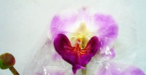 画像2: タイ製造花キット ミニデンファレ薄紫