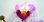 画像2: タイ製造花キット ミニデンファレ薄紫 (2)