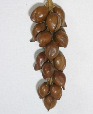 画像2: つるし飾り　ジャックフルーツの種 