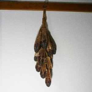 画像3: つるし飾り　マホガニーの種 