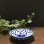 画像2: 青白陶器 花型ギザ8cm (2)