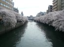 画像: <a href="http://blog.livedoor.jp/chaidee2/">大岡川の桜</a>