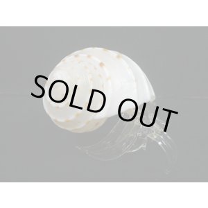 画像: ガラス細工　 三角貝ヤドカリ大1