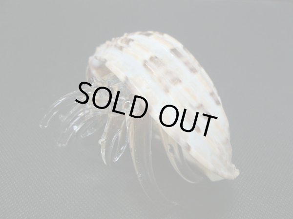 画像2: ガラス細工　 三角貝ヤドカリ大9