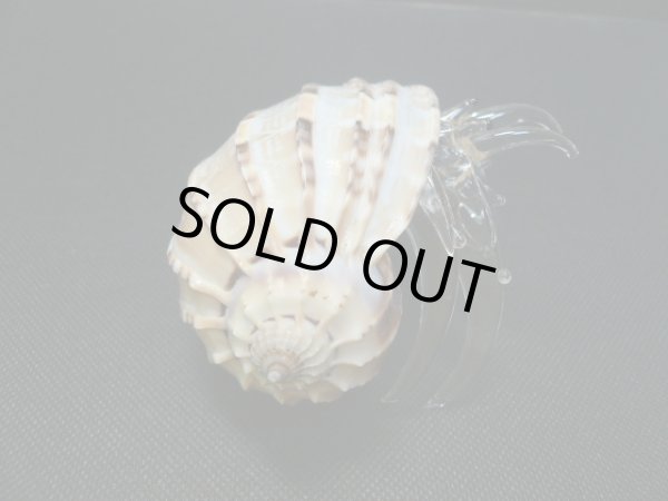 画像3: ガラス細工　 三角貝ヤドカリ大9