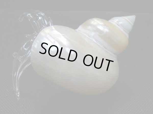 画像5: ガラス細工　 三角貝ヤドカリ大7