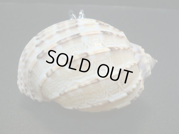 画像4: ガラス細工　 三角貝ヤドカリ大9