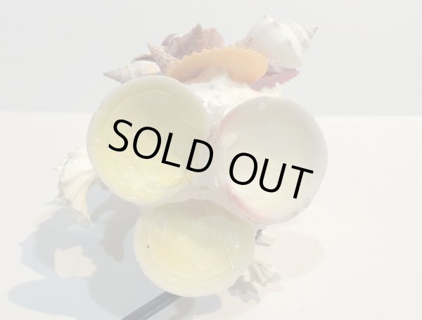 画像9: 巻貝のランプ 　　