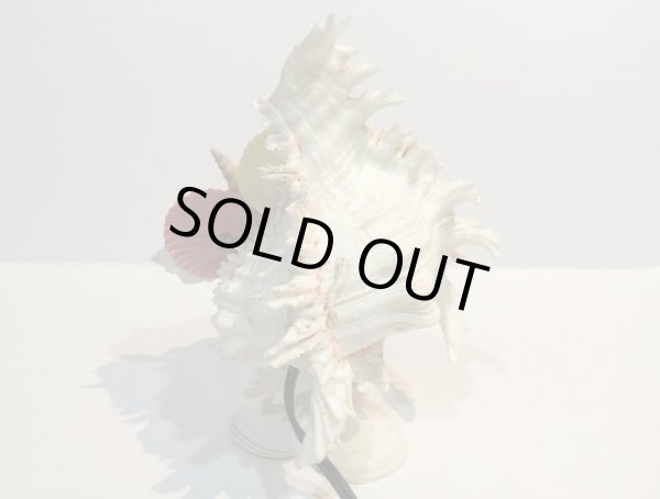 画像6: 巻貝のランプ 　　