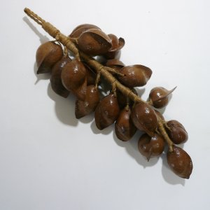 画像: つるし飾り　ジャックフルーツの種 