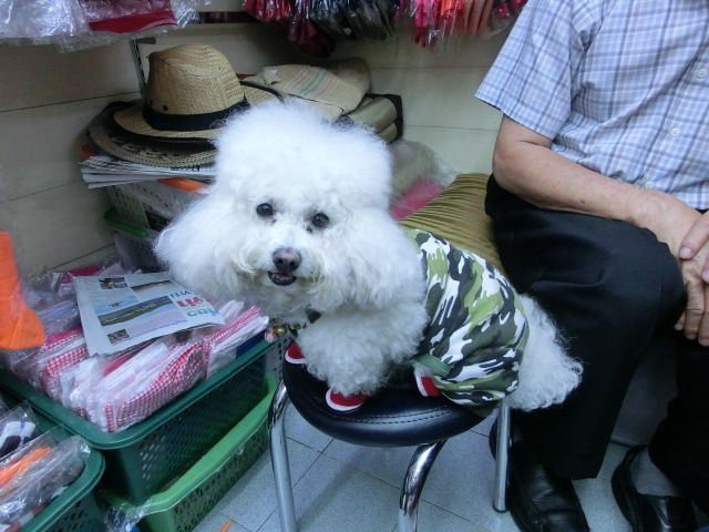 画像: <a href="http://blog.livedoor.jp/chaidee2/">犬の服屋さん</a>