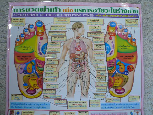 画像2: 足つぼと臓器　　