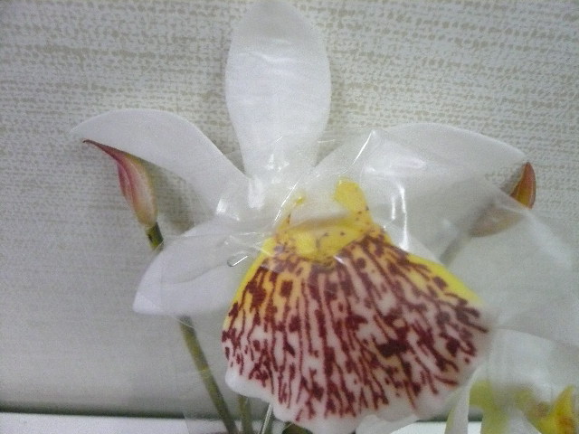 画像2: タイ製造花キット ミニカトレア
