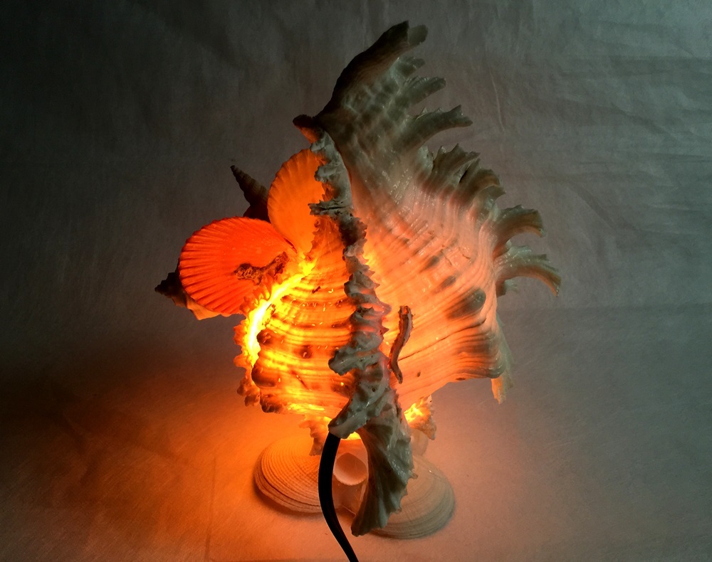 画像: 巻貝のランプ 　　