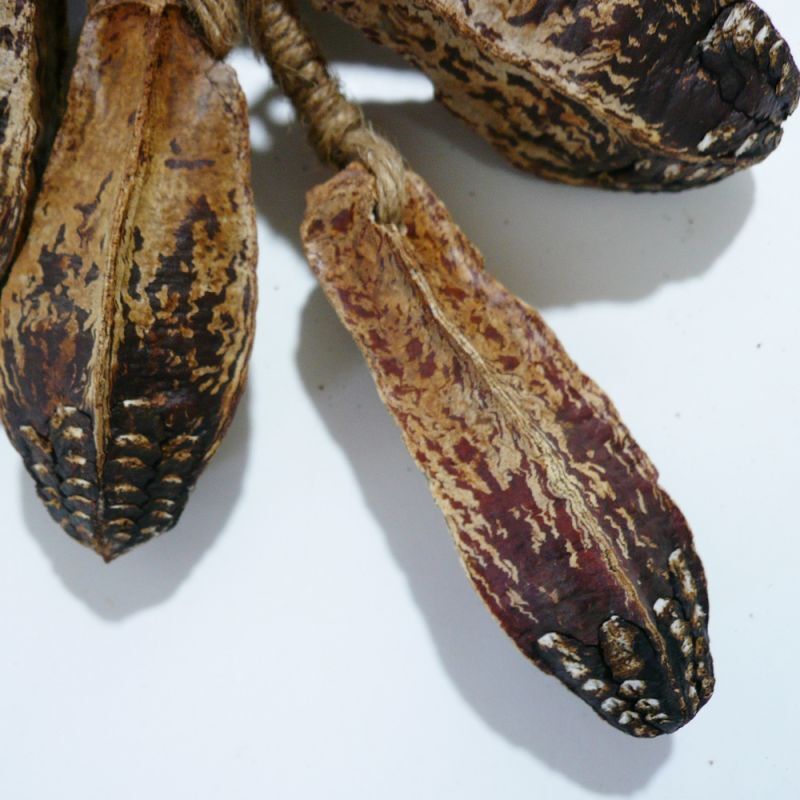 画像: つるし飾り　マホガニーの種 