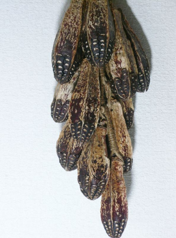 画像2: つるし飾り　マホガニーの種 
